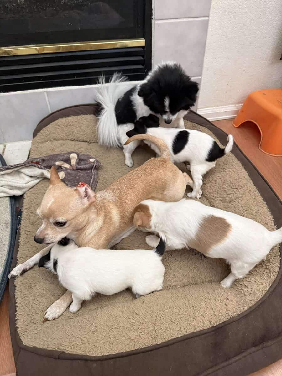 Pomchi puppies image 4