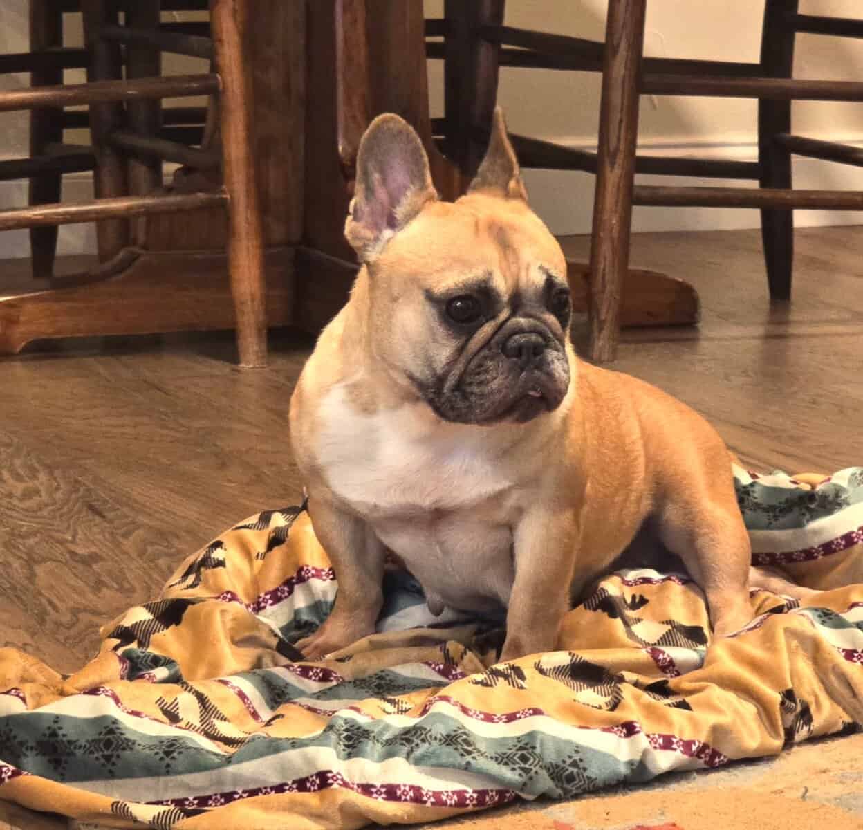 Ruby is waiting for a loving home. image 2
