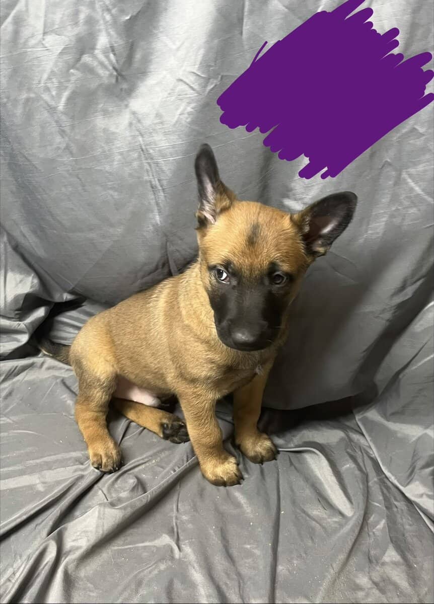 Purple collar image 1