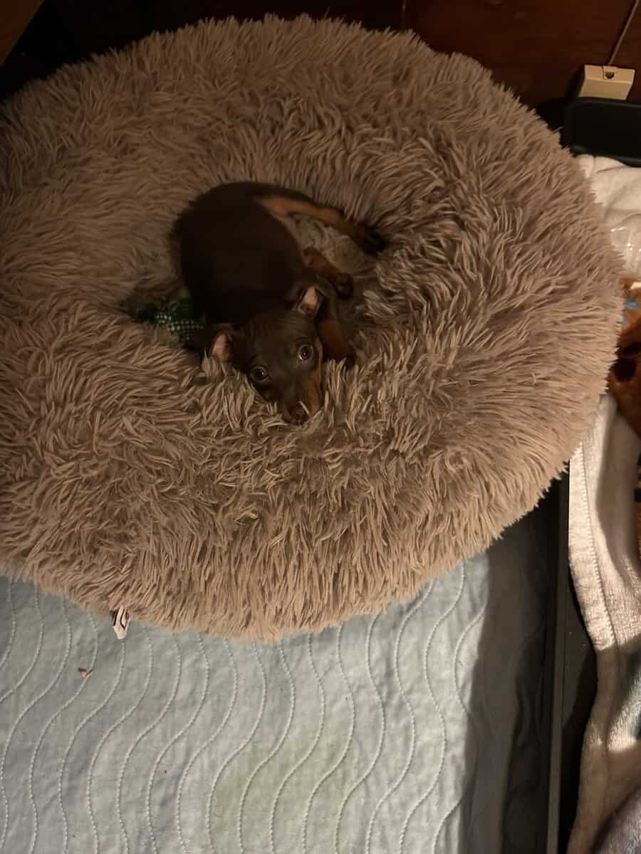 Min pin puppies image 2