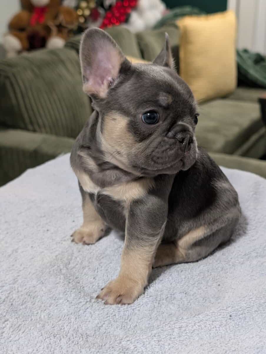 Frenchie Puppies image 3