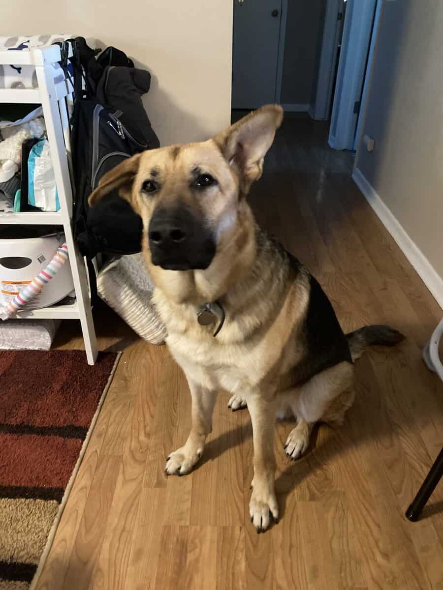 Bonded beautiful German Shepards image 3