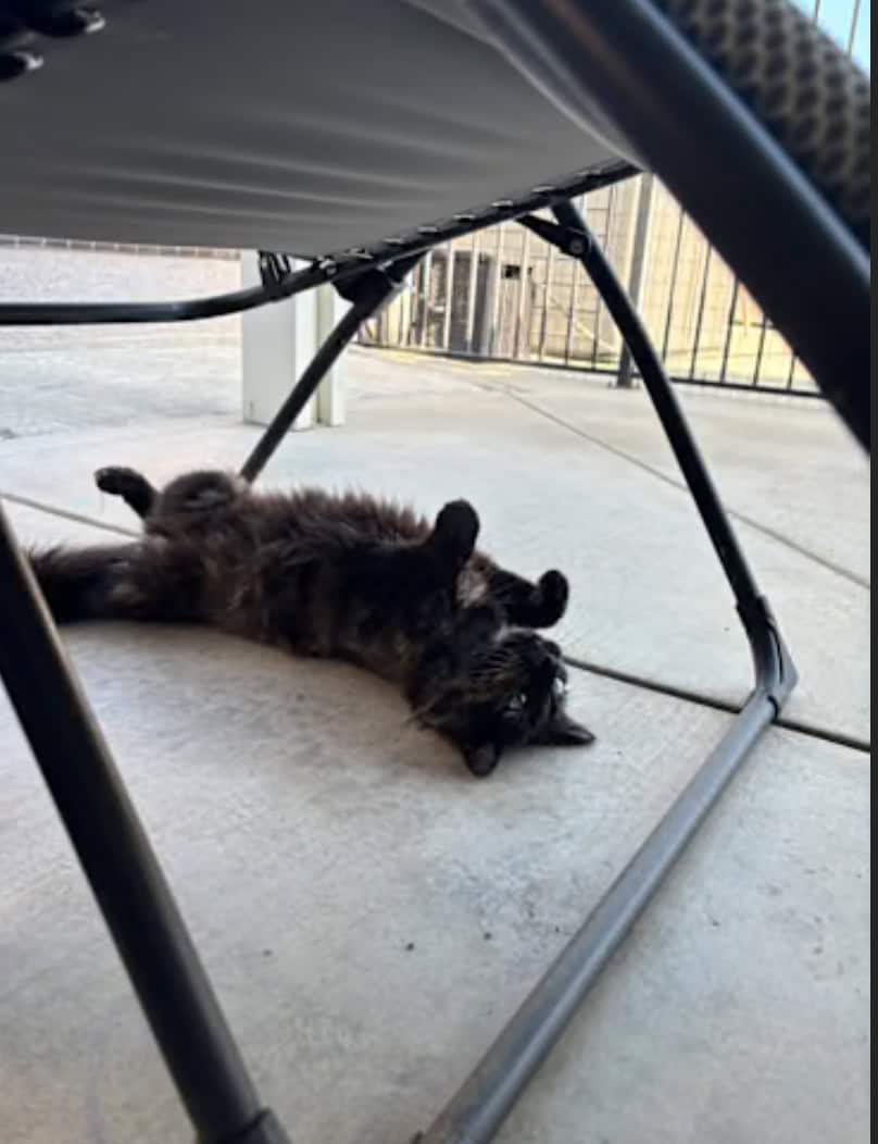 Moonpie sweet cat image 1