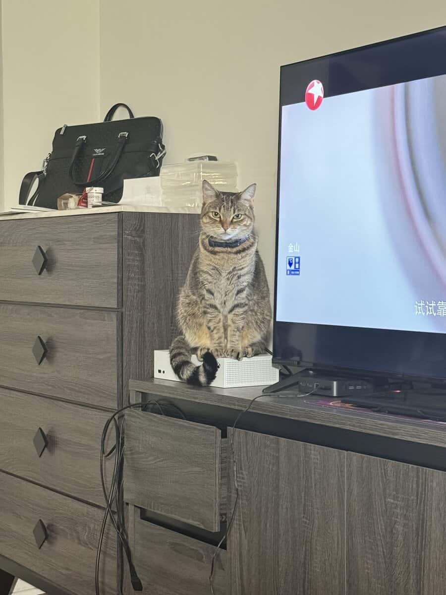 2 years old cat for adoption image 4