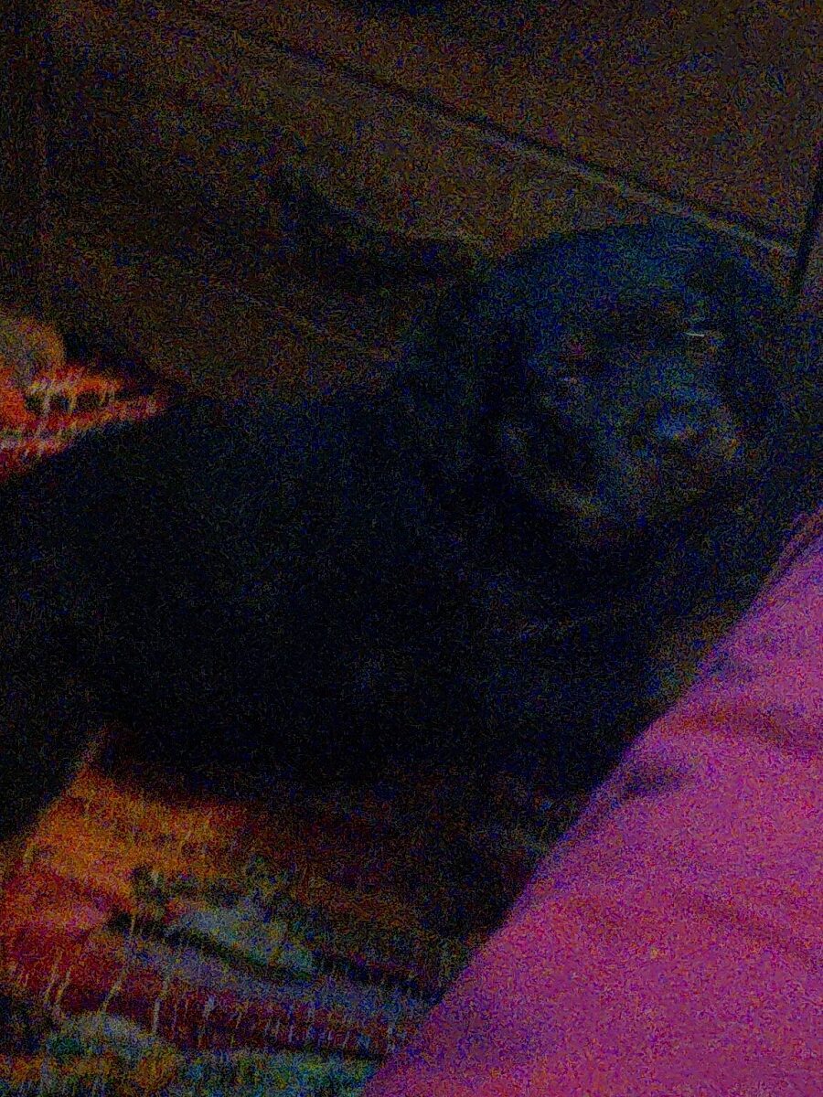Rottweiler puppies 11 weeks have mom and d image 4