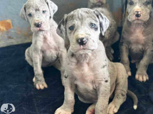 Adorable Great Dane puppies image 1