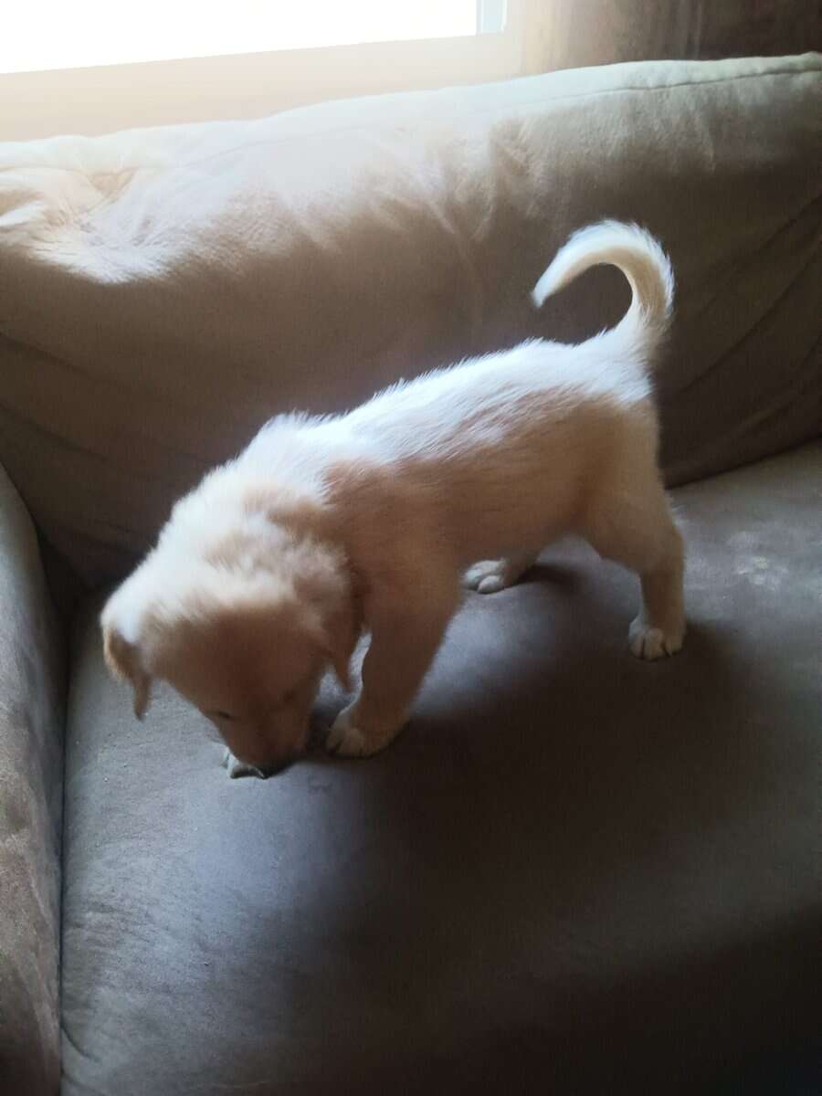 Golden retriever puppies image 3