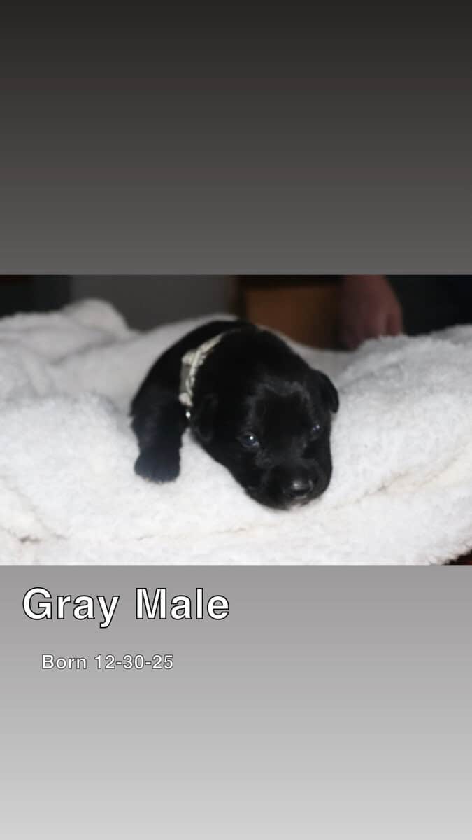 Puppies for sale image 2