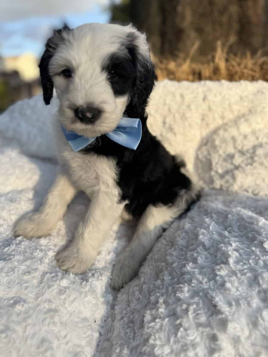 Sheepadoodle Puppies for Sale image 2