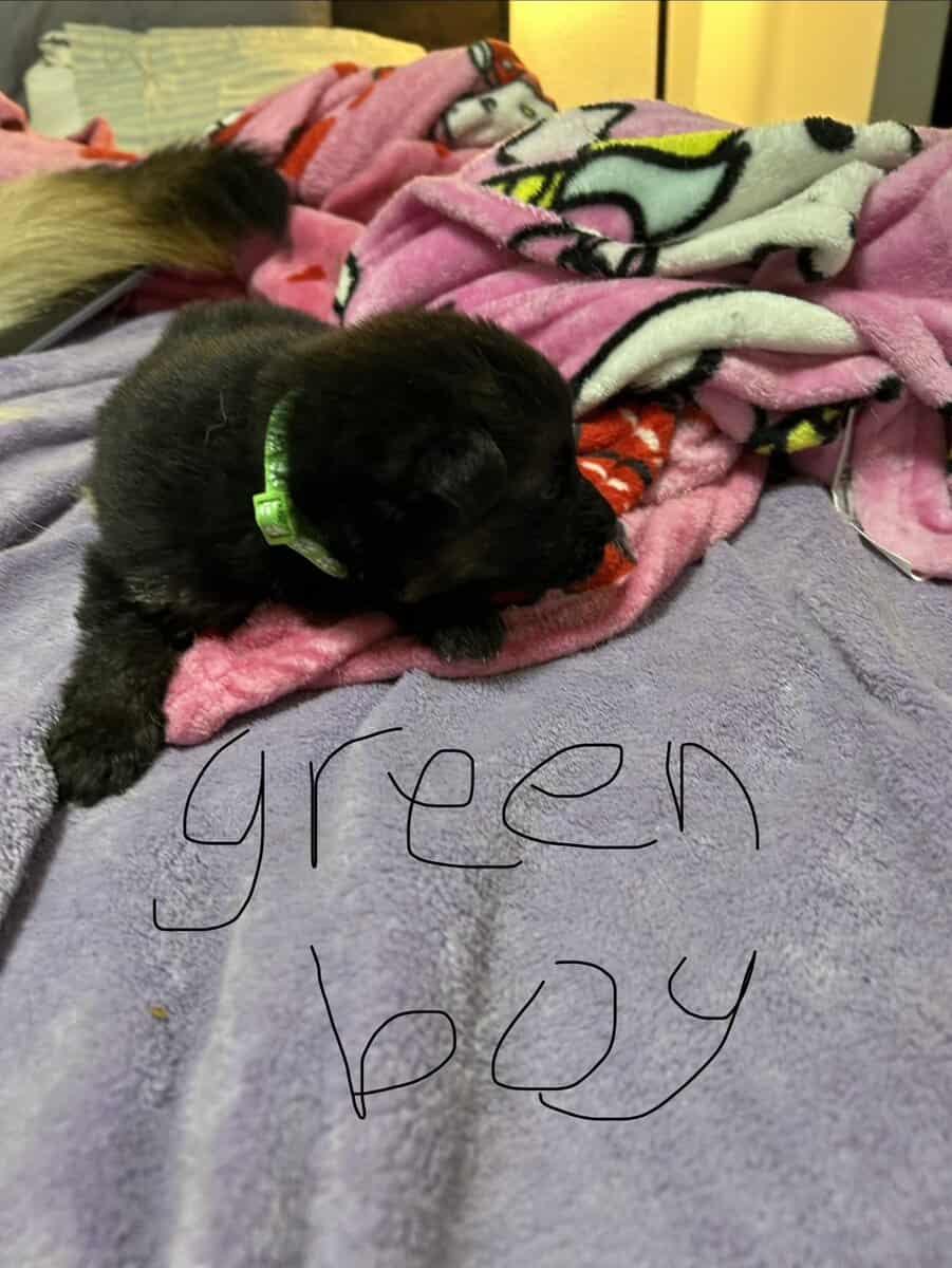 German Shepherd puppies image 7