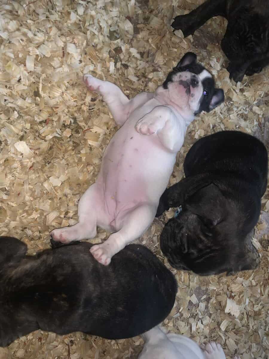 French English Bulldog puppies image 3