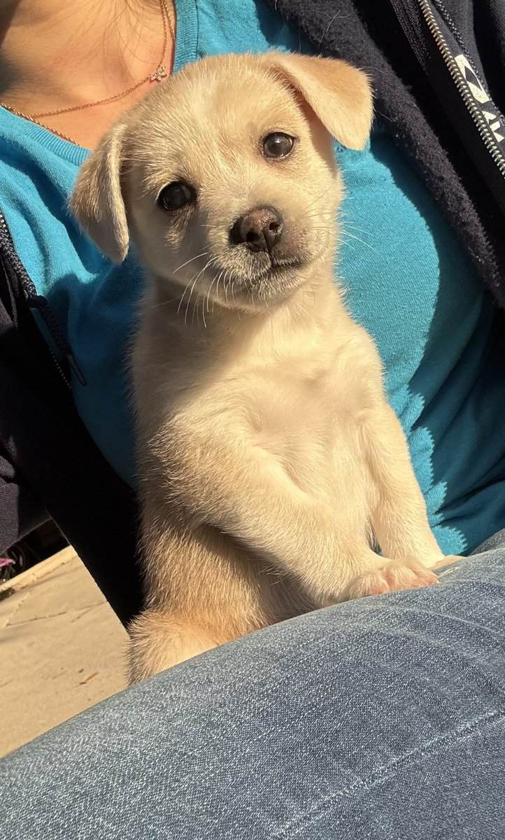 Sweet Puppy Tyson image 4