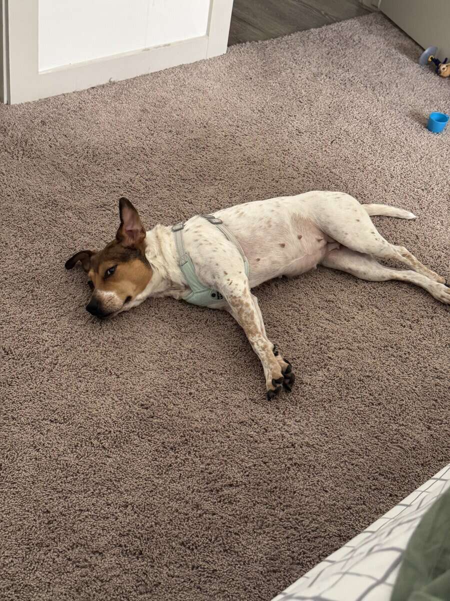 2 year old Red Heeler Babygirl image 3