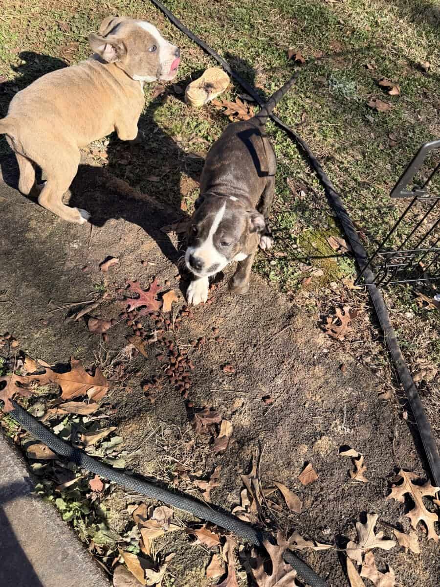7 2 month old pups image 3