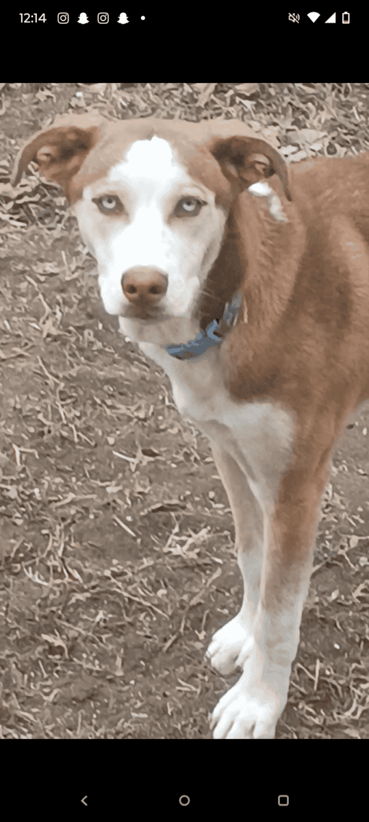 Siberian husky mixed with boxer image 2