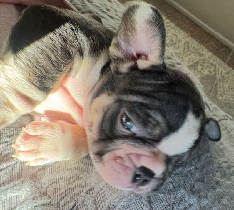 French Bulldog Puppies image 4