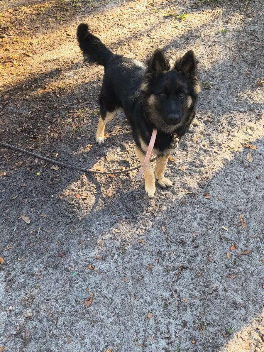 German Shepherd image 2