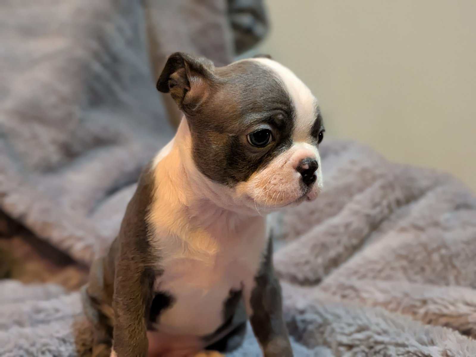 Boston Terriers for Sale! image 4