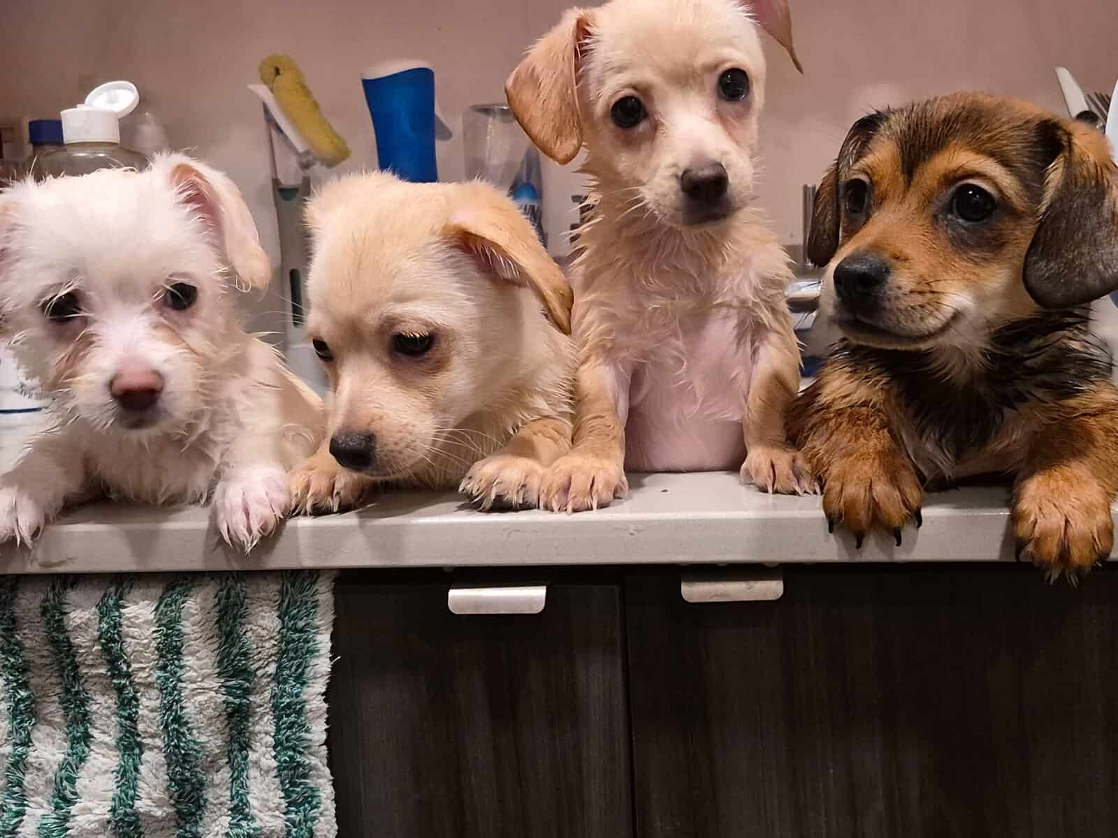 Puppies needing forever home!!! image 2