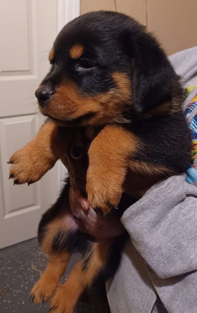 Rottie Pups For Sale image 15