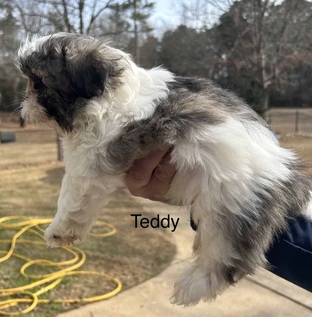 Shih Tzu Puppies ready for adoption! image 3