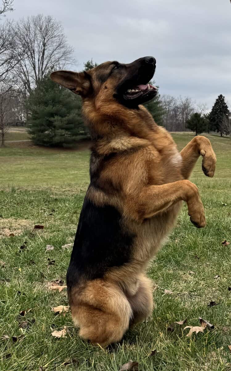AKC GERMAN SHEPHERD PUPPIES-- CLASSIC DOB: 1/2/26 image 3
