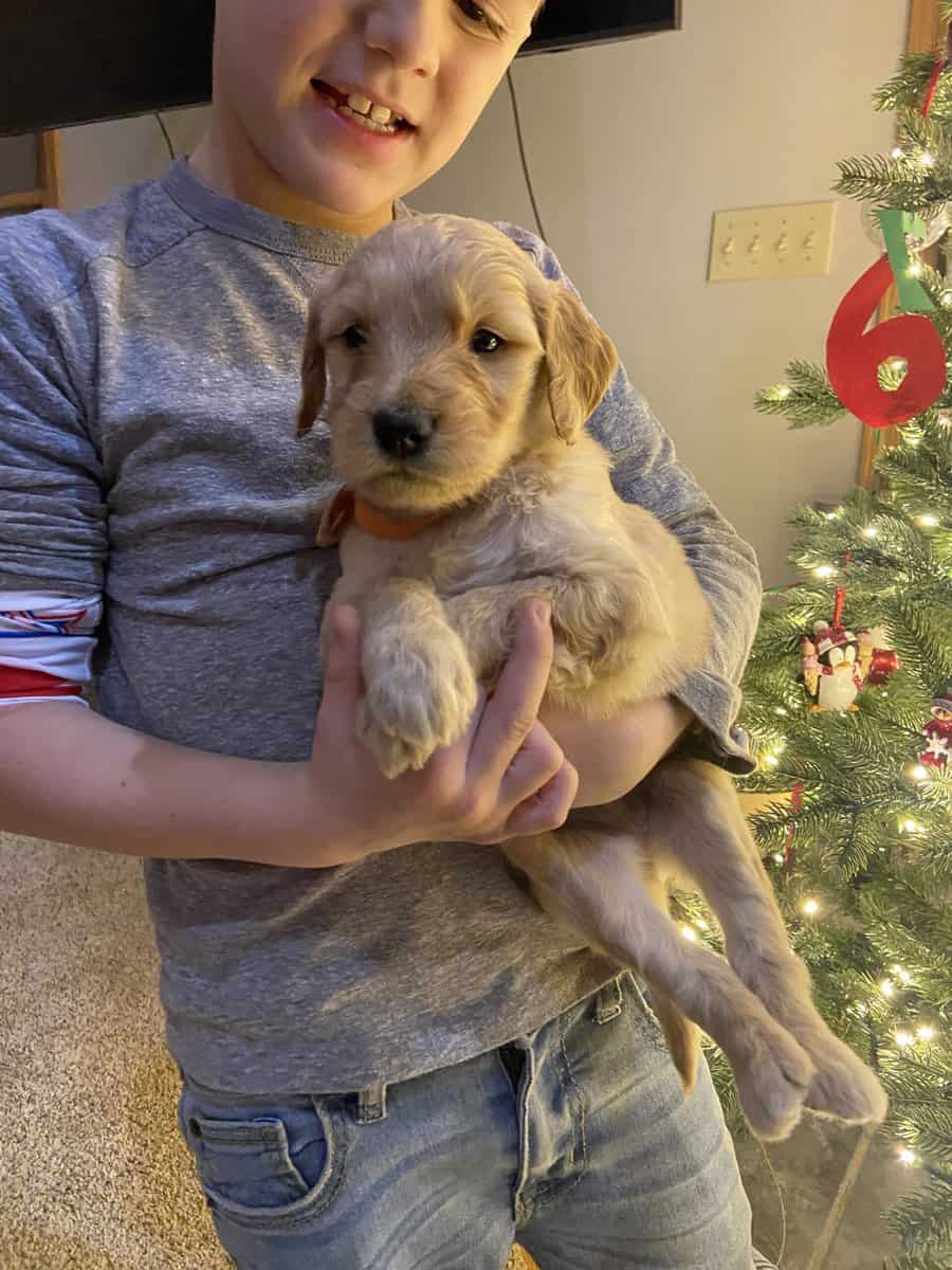 F1B Goldendoodle puppies (4 weeks old)Cadillac MI image 6