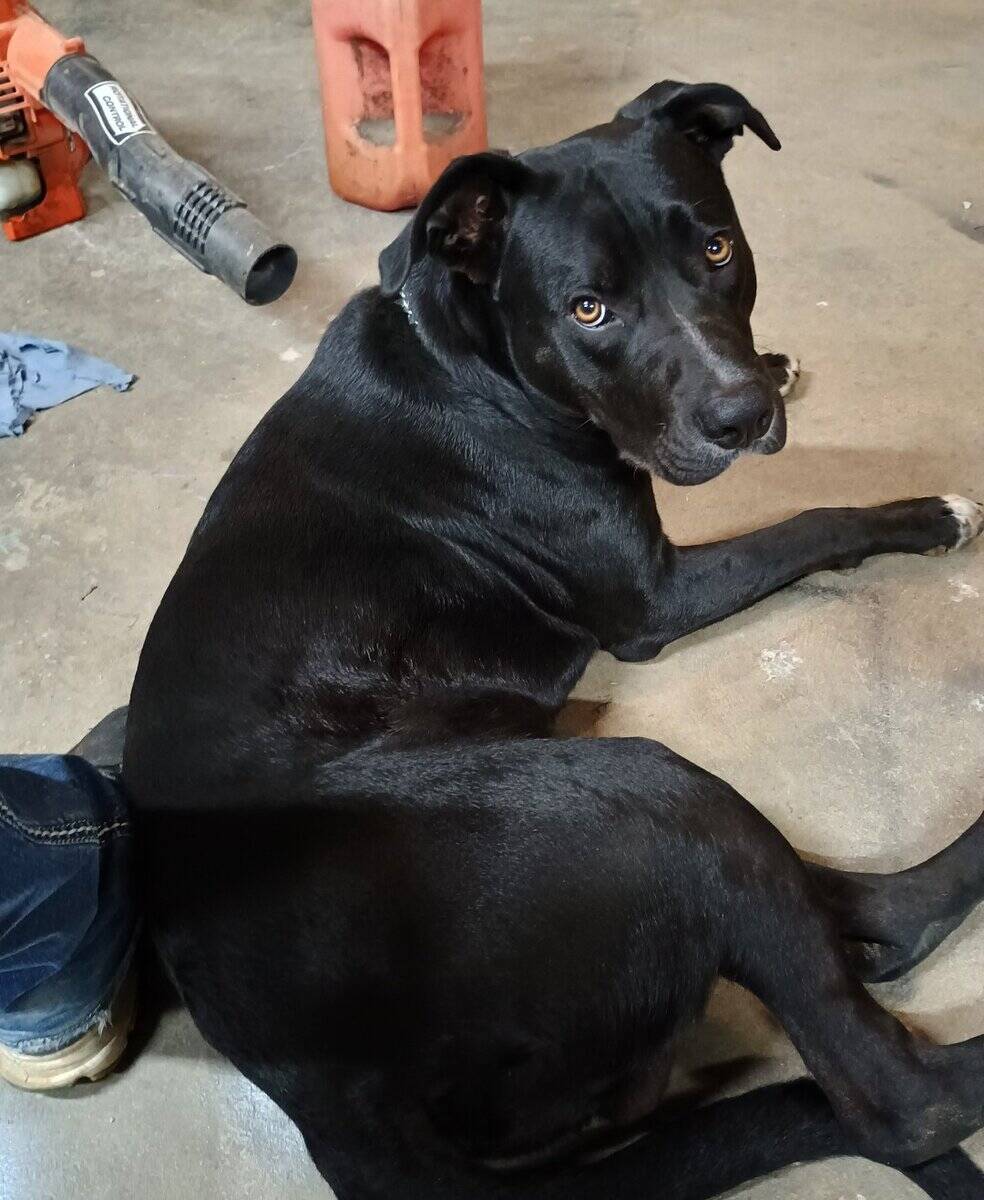 Rehoming Lucky image 3