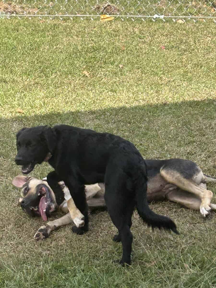 Sweet and loving lab collie mix image 3