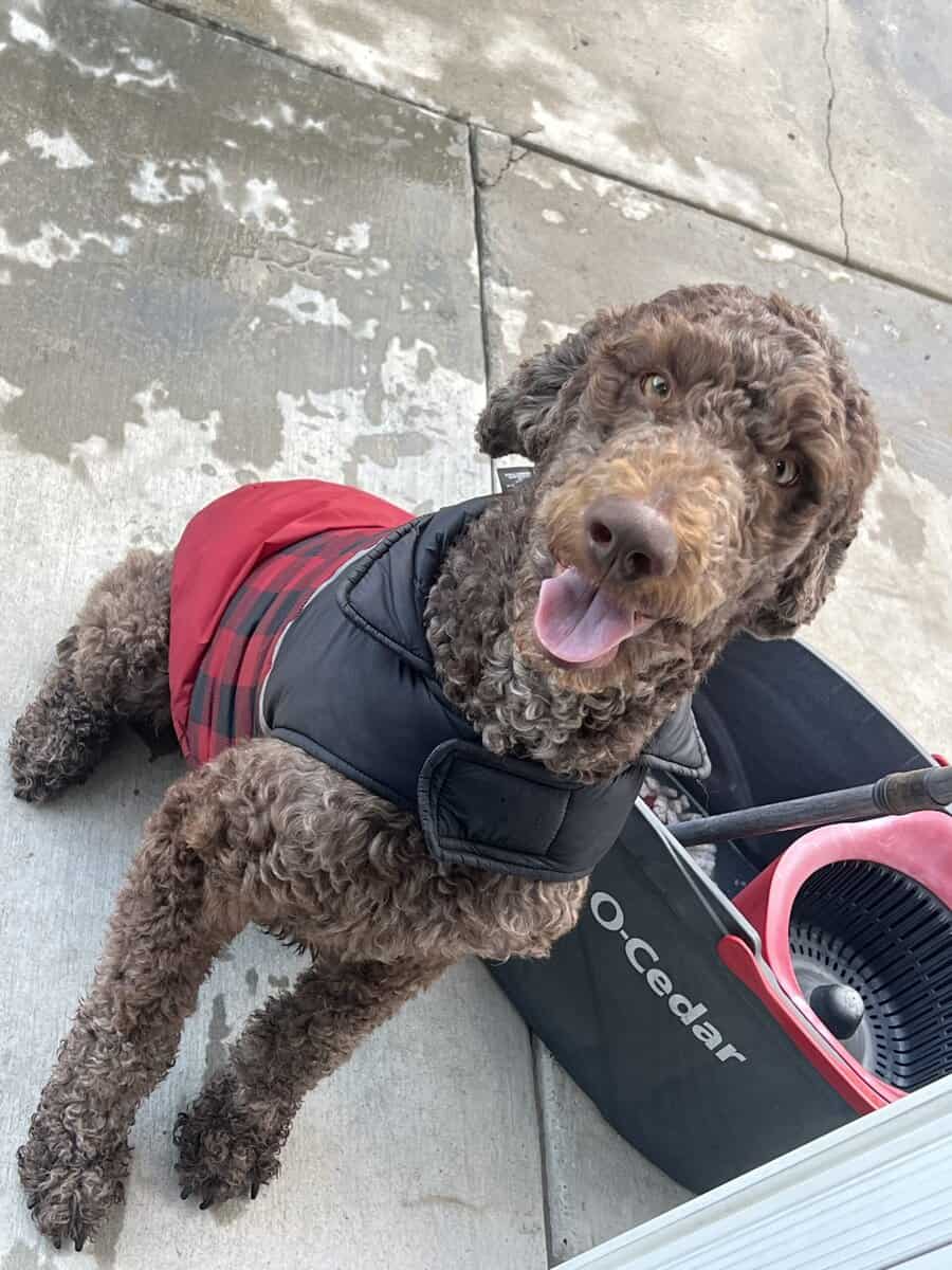 Golden doodle image 1