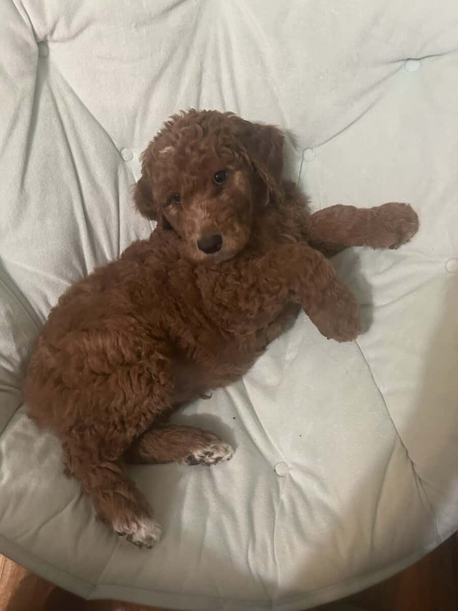Beautiful golden doodle puppy for sale image 1