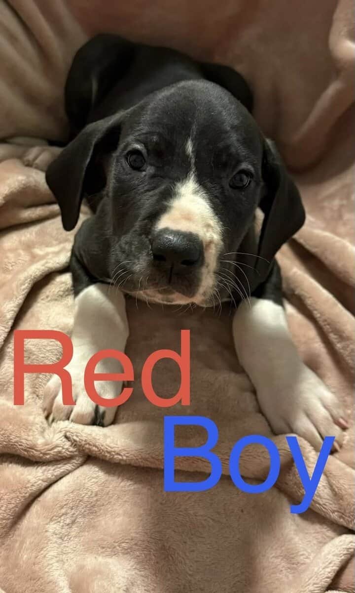 Great Dane - Pure Bred image 8
