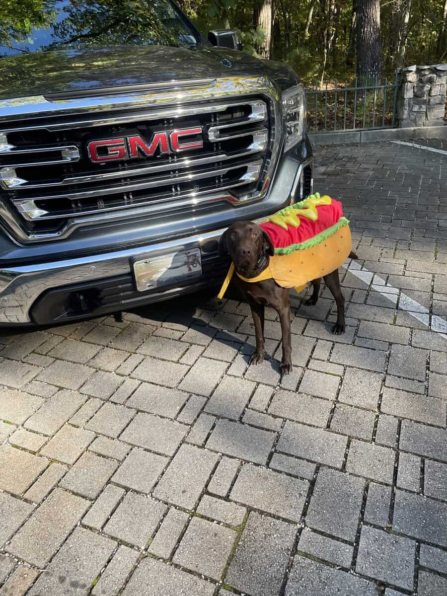 Lab mix Germán shorthaired pointer image 6