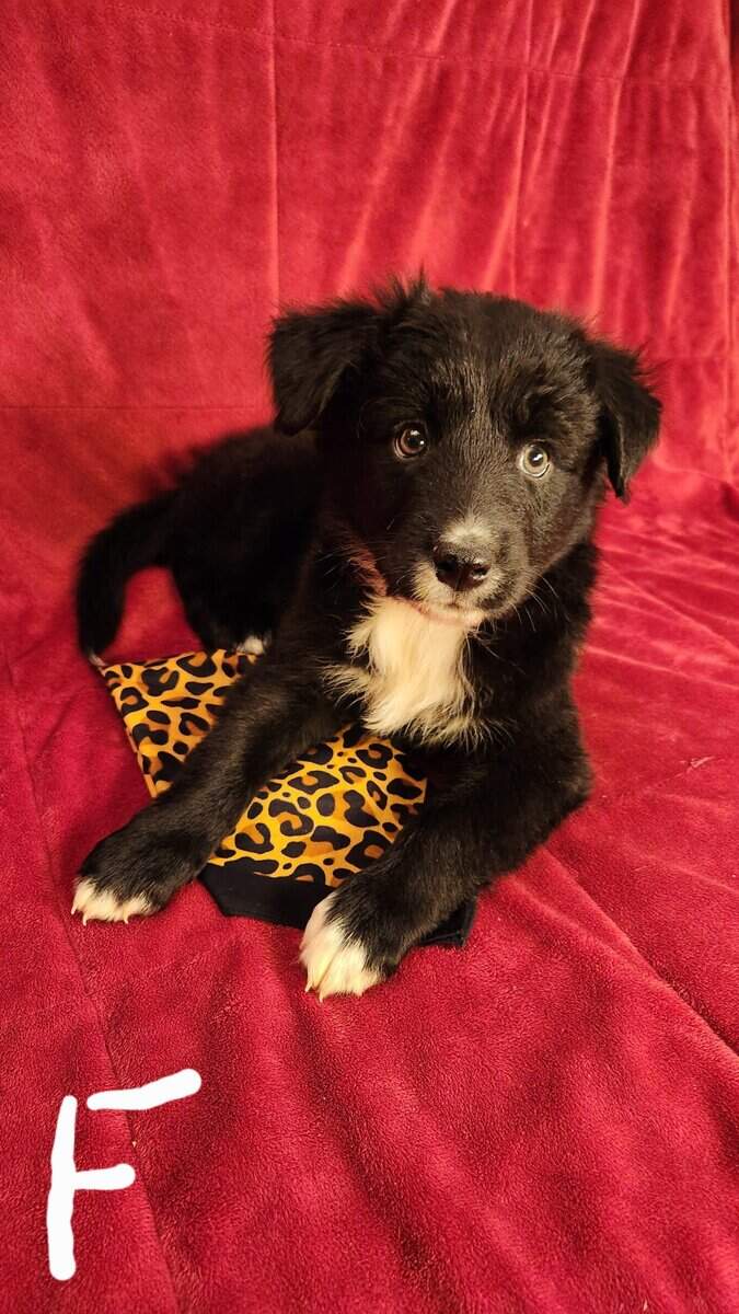 Aussie/ Collie image 11