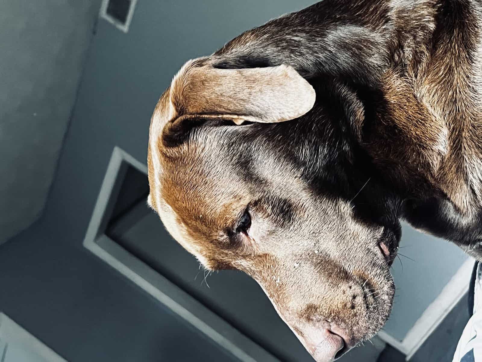 Brown Labrador retriever for sale image 2