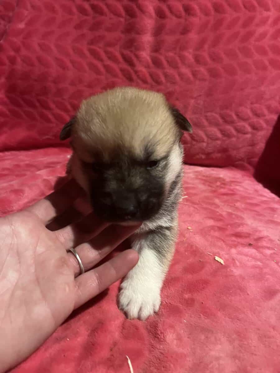 Siberian Husky puppies for sale 4 males 4 females. image 8