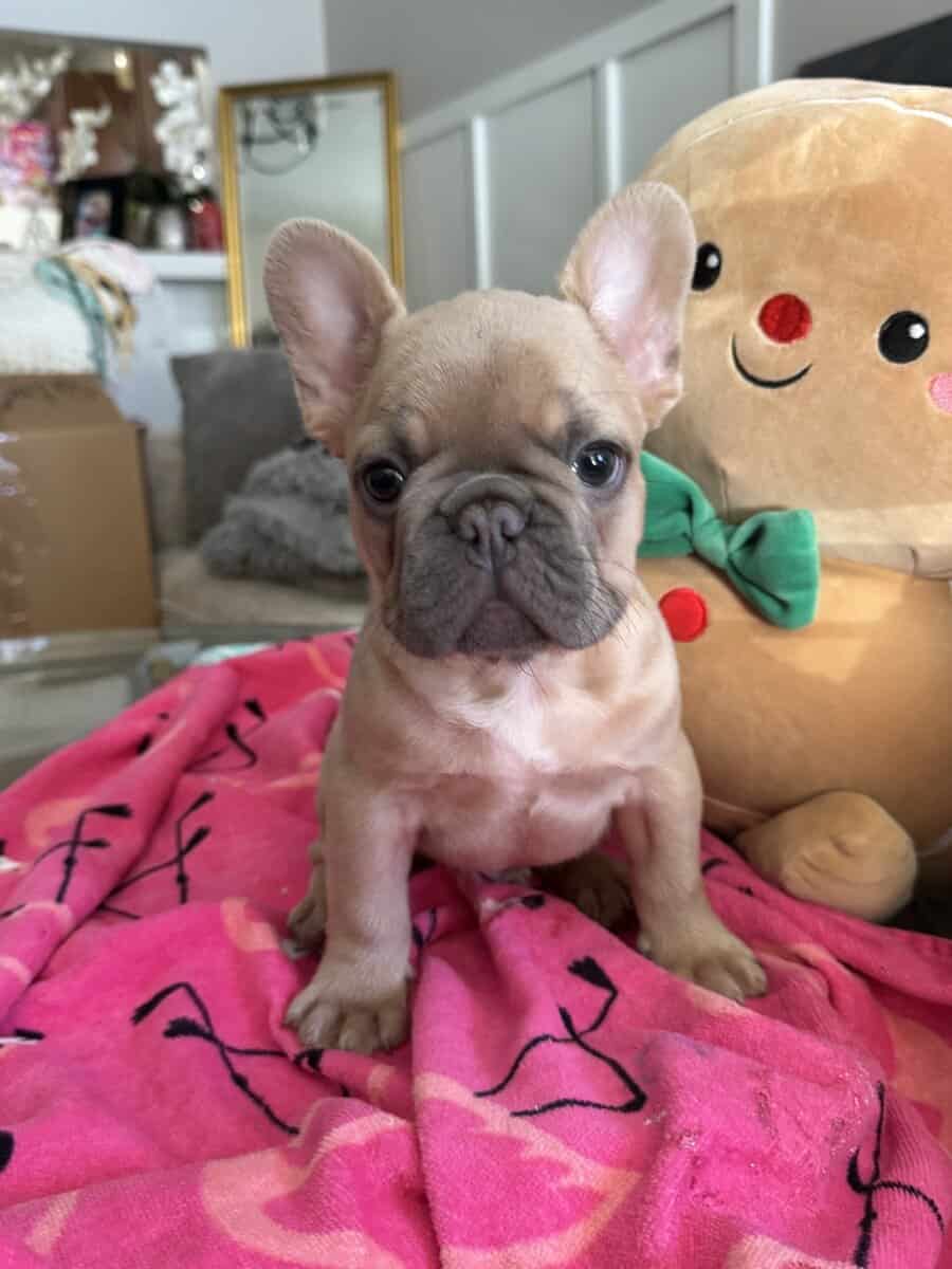 14 week old French Bulldog image 3