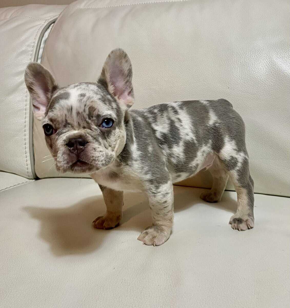 French Bulldog Merle Male image 1