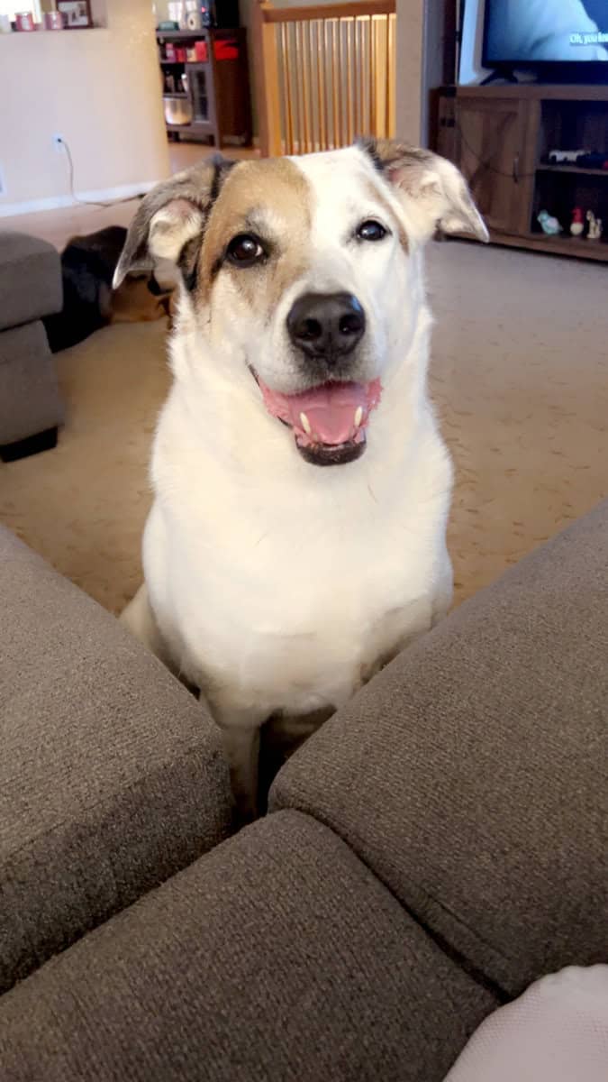 Rehoming a Dog image 1