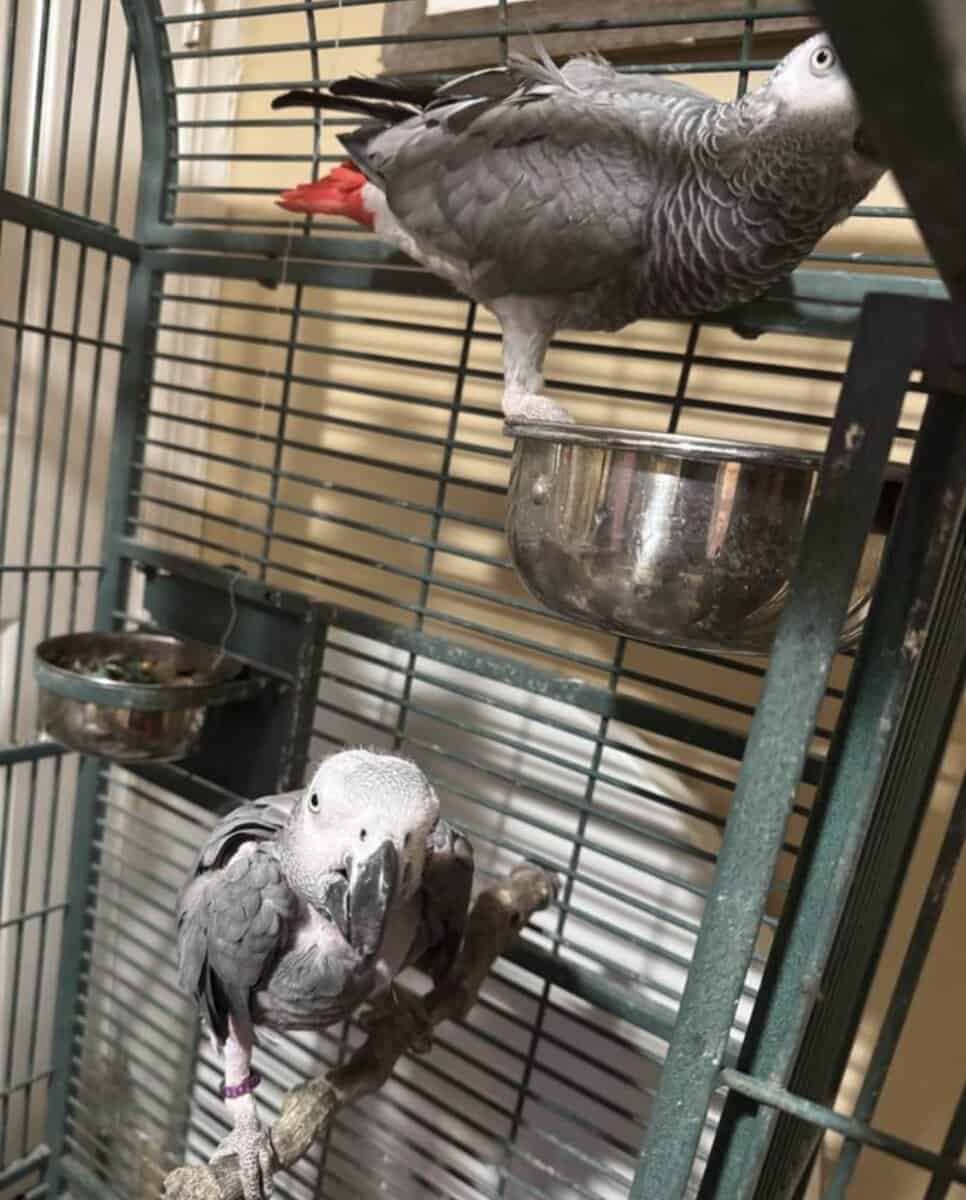 African Gray for sale - Male and Female image 4