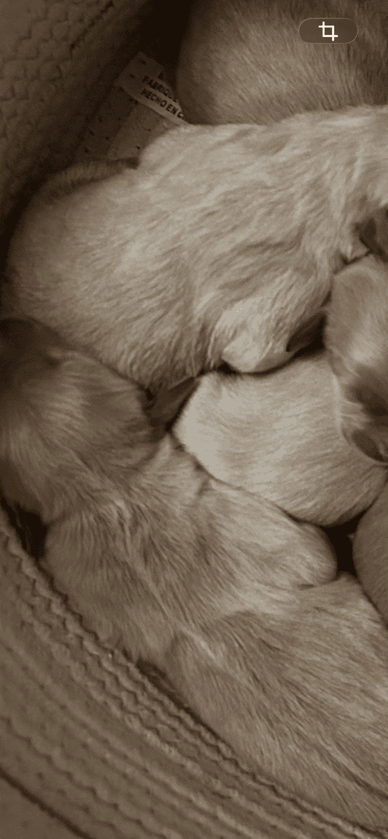 Golden Retrievers image 2