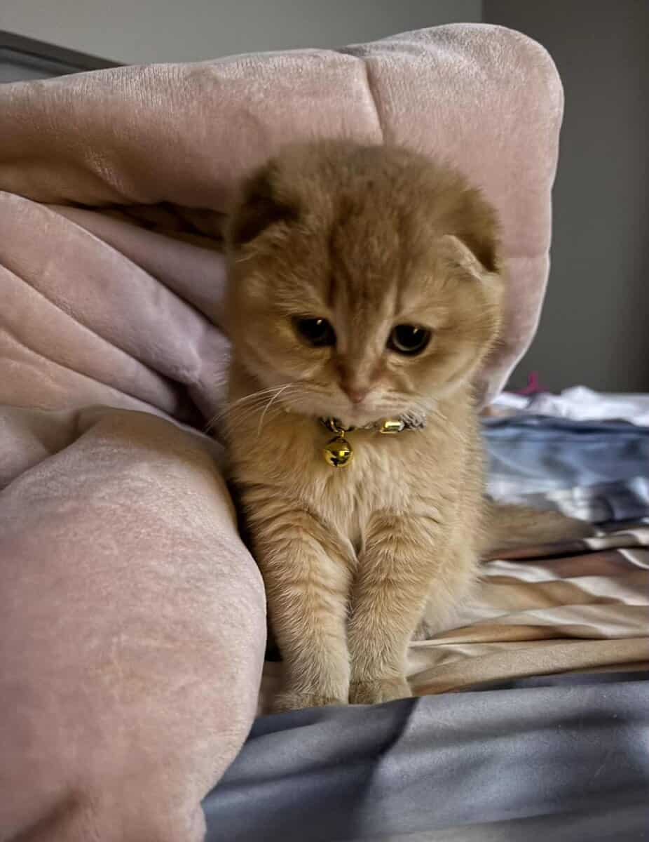 Scottish fold image 1