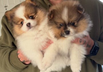 ICA registered Tri-colored Teddy Bear Pom