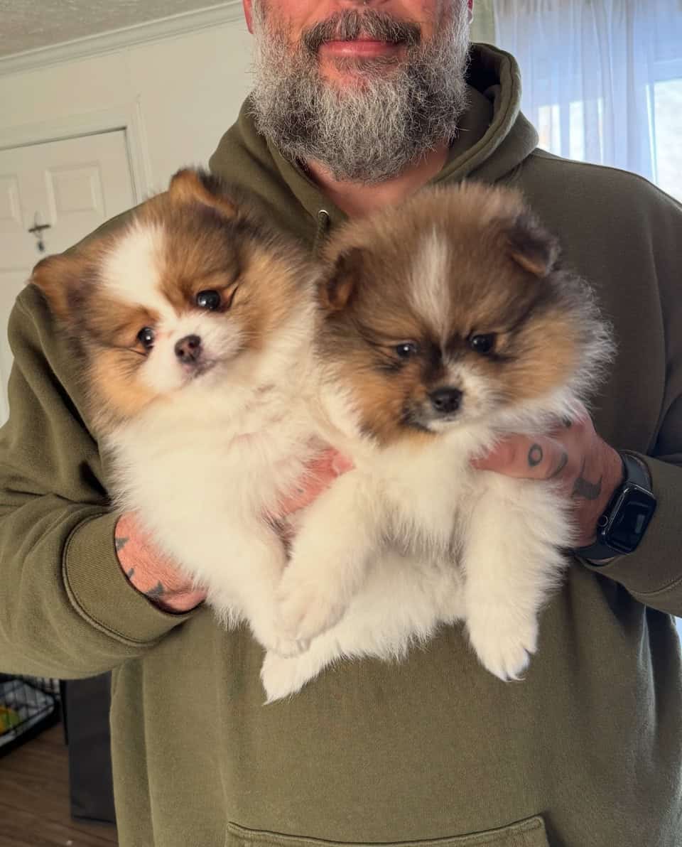 ICA registered Tri-colored Teddy Bear Pom image 1