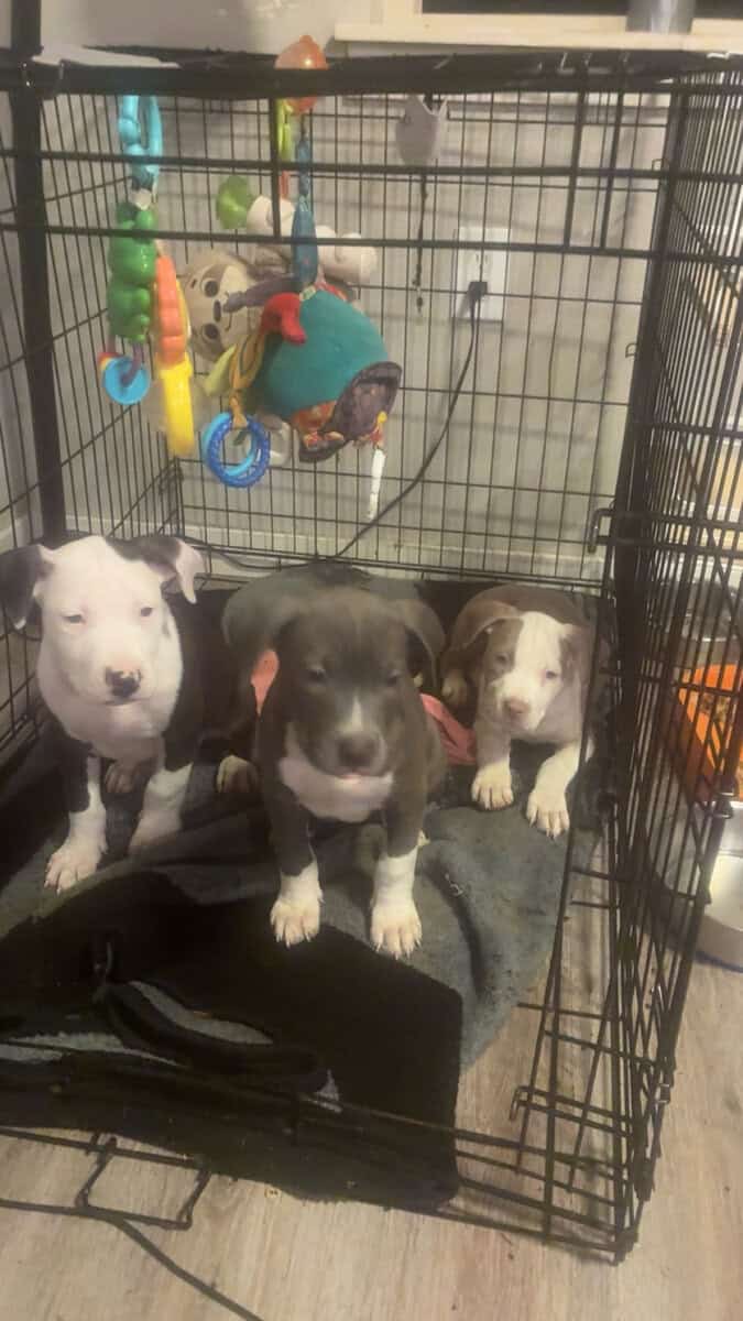 Beautiful American Staffordshire Terrier Puppies. image 1
