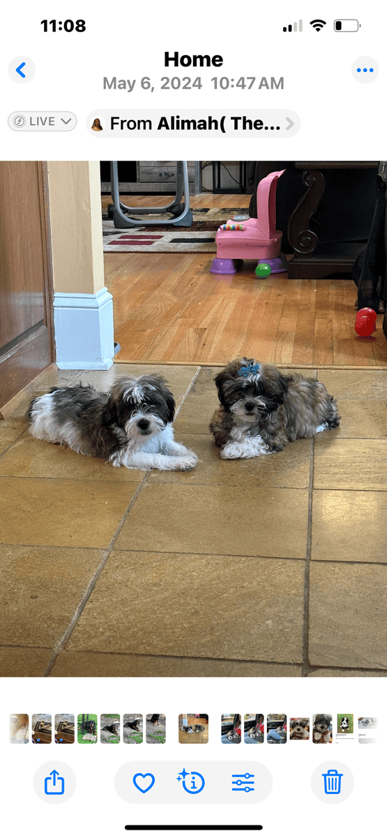Beautiful Female Maltese x Shih Tzu image 5