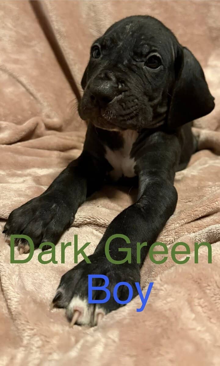 Great Dane - Pure Bred image 10