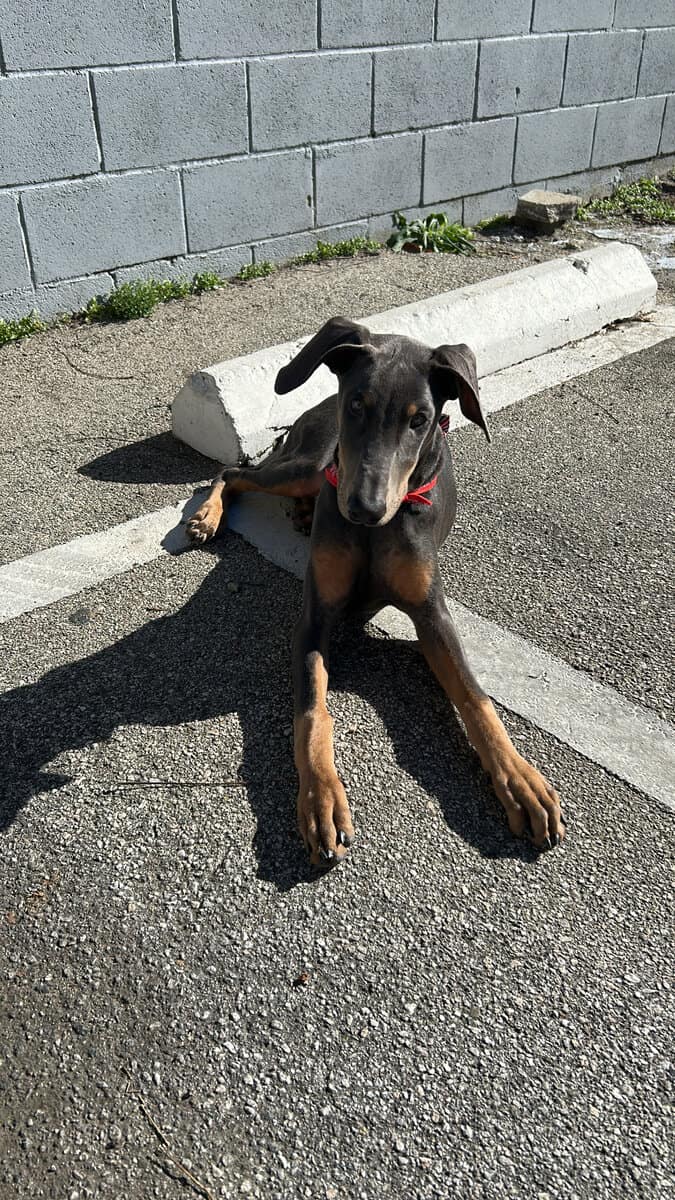 Doberman Puppy image 3