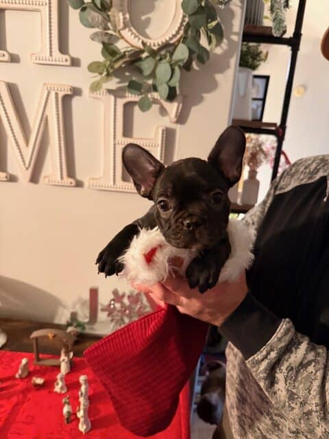 🐾 Miniature French Bulldog Puppies – 9 Weeks Old image 10