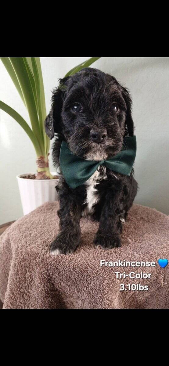 Beautiful Golden Bernedoodles image 4